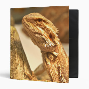 Classeur Dragon barbu