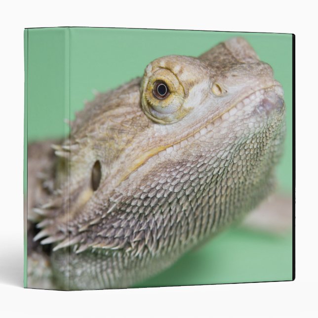 Classeur Dragon barbu 2 (Devant/Côté)