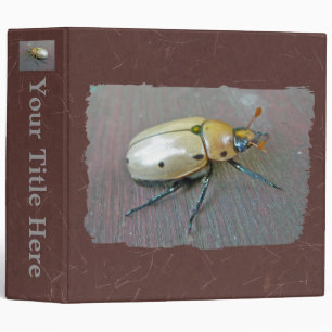 Classeur du dendroctone du pin (Pelidnota punctata
