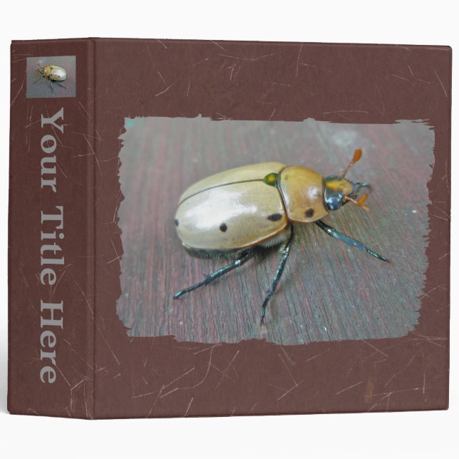 Classeur du dendroctone du pin (Pelidnota punctata (Devant/Côté)