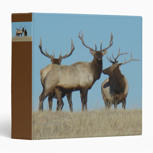Classeur E60 Bull Elk Sky Lined (Devant/Côté)