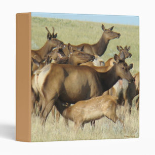 Classeur E7 Vache Wapiti Allaitant un Veau