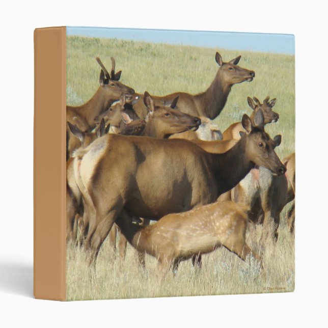 Classeur E7 Vache Wapiti Allaitant un Veau (Devant/Côté)