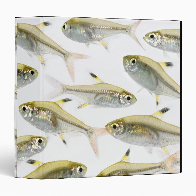 Classeur École de radiographie du tétra-poisson (Pristella (Devant/Côté)