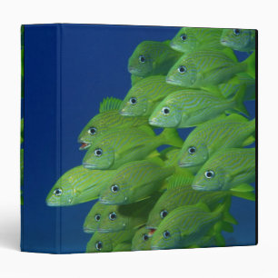 Classeur École du français bluestriped et des grognements