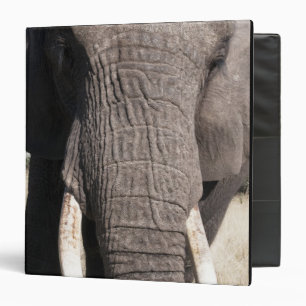 Classeur Éléphant (Loxodonta africana), Abu Camp 3