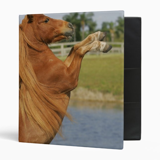Classeur Élevage miniature de cheval (Devant/intérieur)
