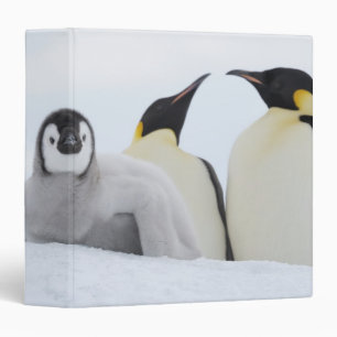 Classeur Empereur Penguin (Aptenodytes forsteri)