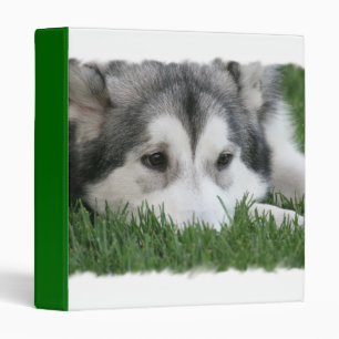 Classeur enroué de sommeil de chien