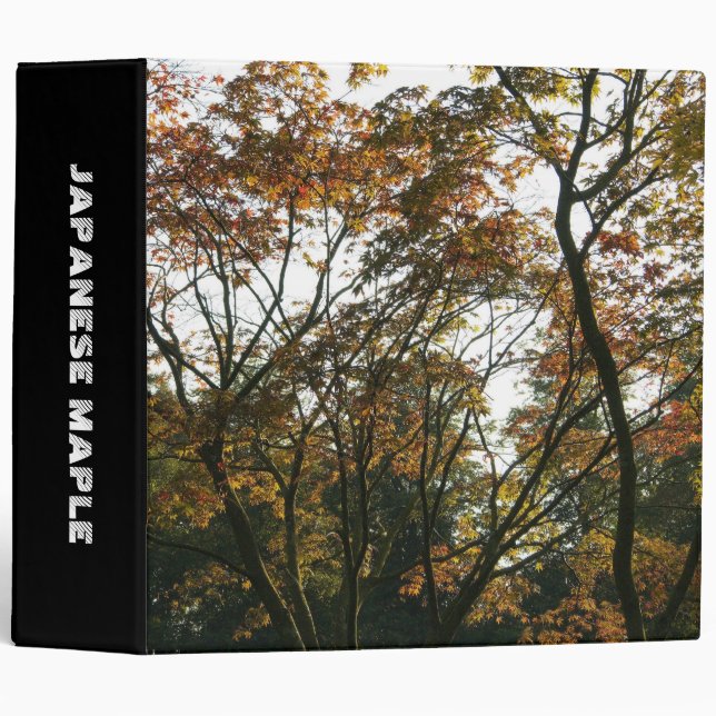 Classeur Érable II japonais (2po) (Devant/Côté)