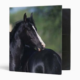 Classeur Éraflure arabe de cheval