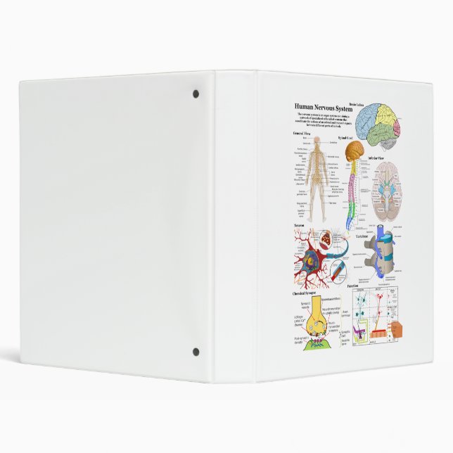 Classeur Esprit humain et diagramme de système nerveux (Arrière-plan)