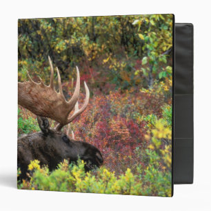 Classeur États-Unis, Alaska, Denali National Park, Bull Moo