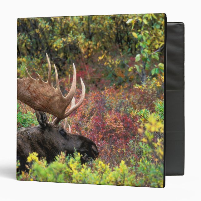 Classeur États-Unis, Alaska, Denali National Park, Bull Moo (Devant/Intérieur)
