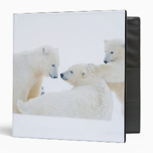 Classeur États-Unis, Alaska, plaine côtière de l'Arctique 1