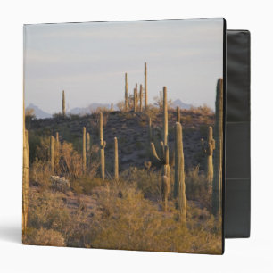 Classeur États-Unis, Arizona, désert de Sonora, Ajo, Ajo 2