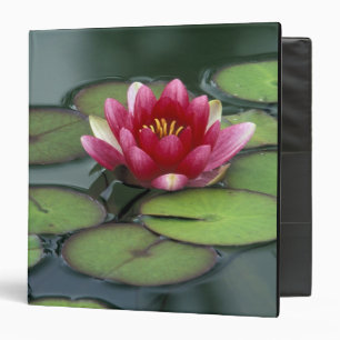 Classeur États-Unis, État de Washington, Seattle. Nénuphar