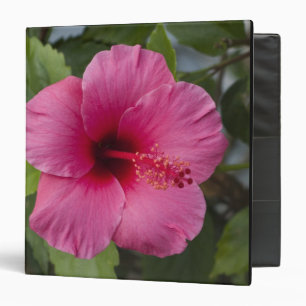 Classeur États-Unis, Hawaï, Oahu. L'Hibiscus est le 2