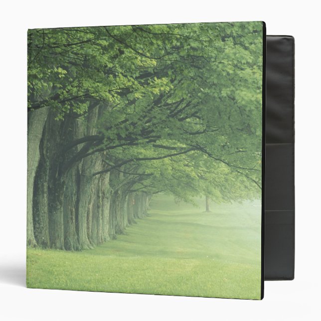Classeur États-Unis, Kentucky. Rangée d'arbres au printemps (Devant/Intérieur)