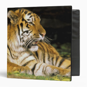Classeur États-Unis, Michigan, Detroit. Zoo de Détroit, tig