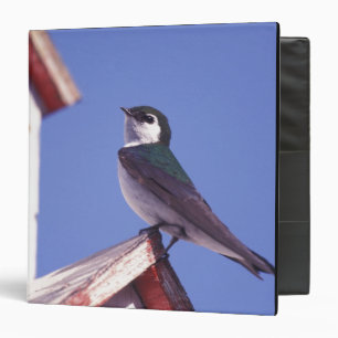 Classeur États-Unis, Oregon. Hirondelle à face blanche Tach