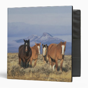 Classeur États-Unis, Wyoming, près du groupe de chevaux de