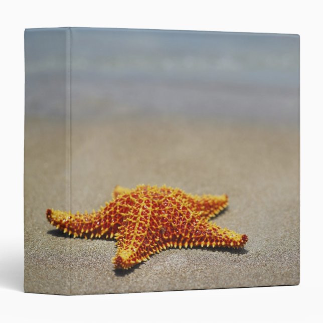 Classeur Étoiles de mer de coussin (Devant/Côté)