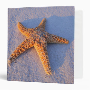 Classeur Étoiles de mer sur le sable blanc