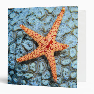 Classeur Étoiles de mer sur un corail avec Polips