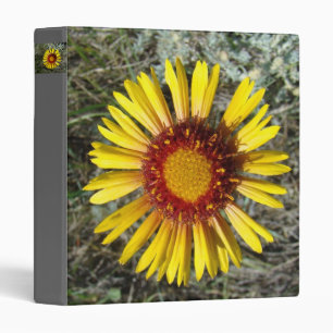 Classeur F1 Gaillardia Fleur Sauvage Jaune