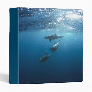 Classeur Famille Dolphin sous-marine