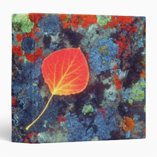 Classeur Feuilles d'Aspen sur un rocher recouvert de lichen