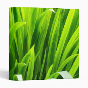 Classeur Feuilles rétro-éclairées dans un jardin
