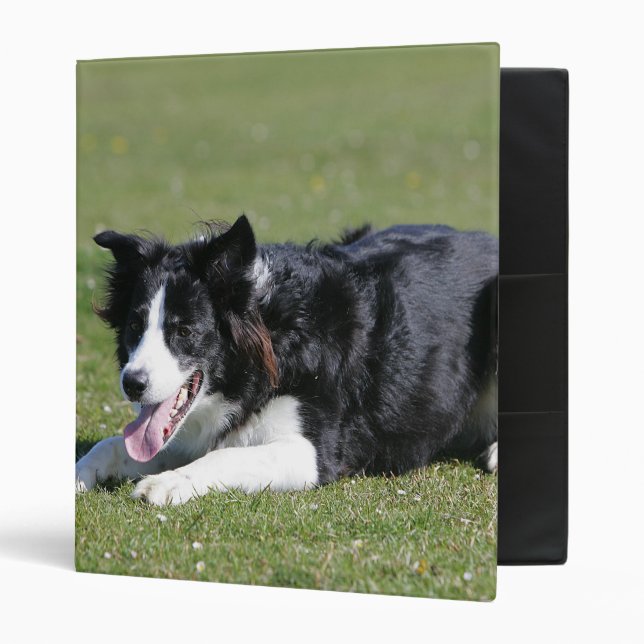 Classeur Fixation de border collie (Devant/intérieur)
