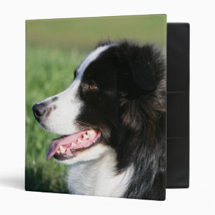 Classeur Fixation de chiot de border collie