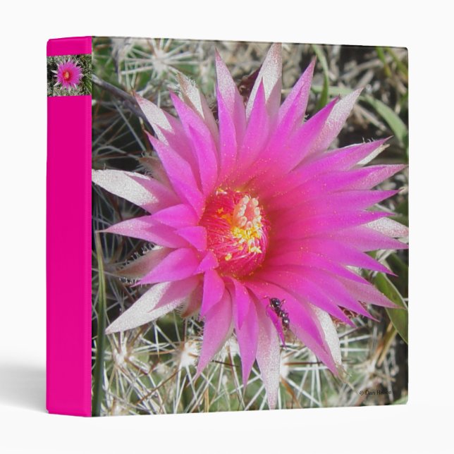 Classeur Fleur de cactus boule F12 "Escobaria vivipara" (Devant/Côté)