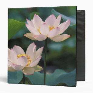 Classeur Fleur de lotus en fleurs, Chine