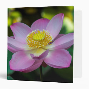 Classeur Fleur de lotus en fleurs, Indonésie
