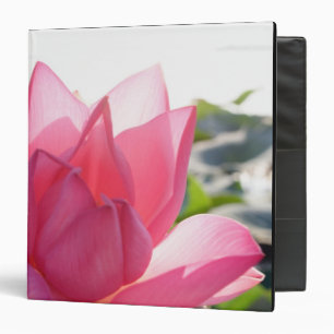 Classeur Fleur de lotus [Nelumbo speciosum] en pleine