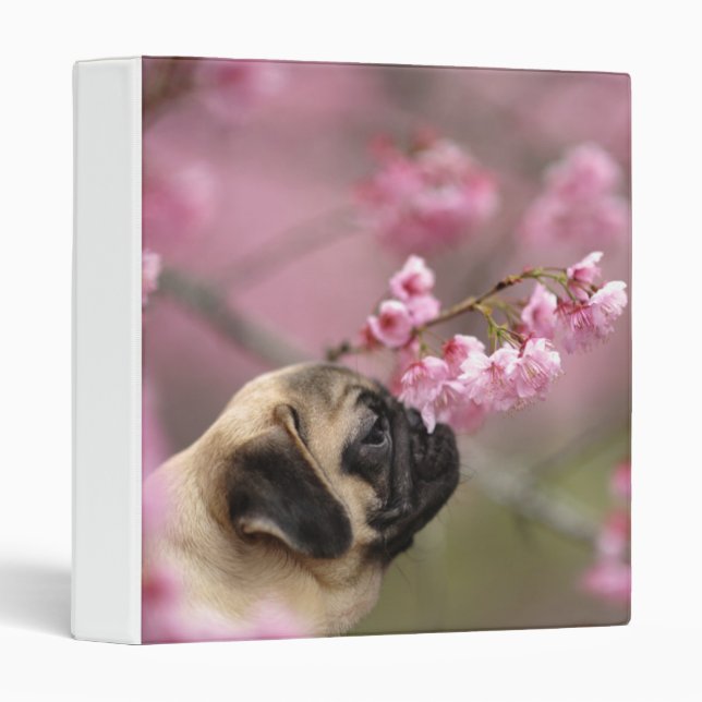 Classeur Fleurs de cerises de carlin (Devant/Côté)