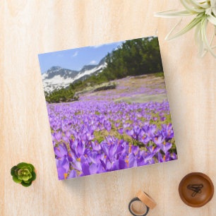 Classeur Fleurs Parc de montagne de Crocus Pirin Bulgarie
