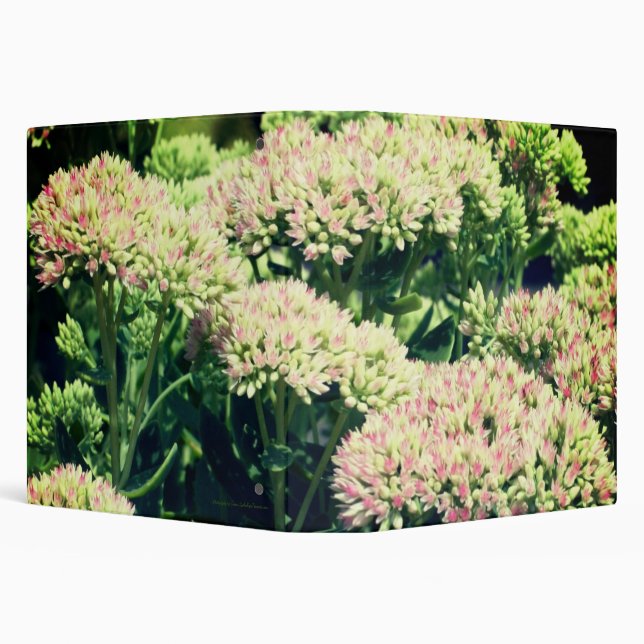 Classeur Fleurs roses de sédum Nature (Arrière-plan)