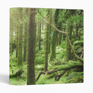 Classeur Forêt en parc national Kerry, Irlande de