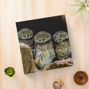 Classeur Forêt Trois Chouettes