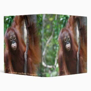 Classeur Fournitures scolaires d'orang-outan de Krista