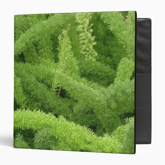 Classeur Foxtail Fern, Asparagus densiflorus myers (Devant/Intérieur)