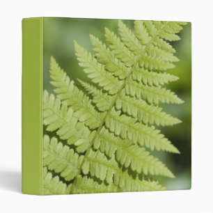 Classeur Fronde verte de fougère