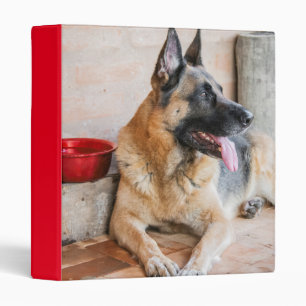Classeur German Shepherd Resting