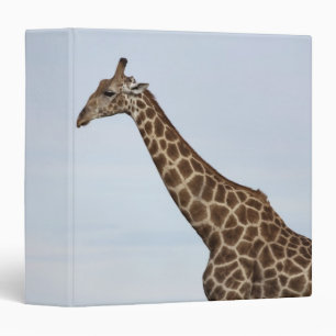 Classeur Girafe (camelopardalis de Giraffa), Chobe P