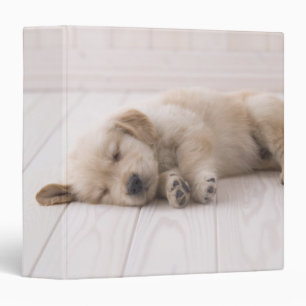 Classeur Golden retriever